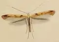 Caloptilia hemidactylella