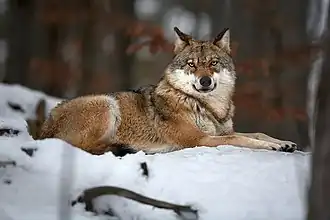 Начинается «волчий месяц»