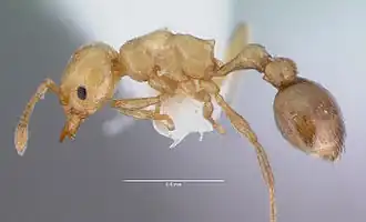 Эргатоидный бескрылый самец