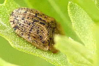 Щитоноска свекловичная