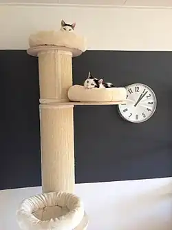 Кошачье дерево с двумя домашними кошками