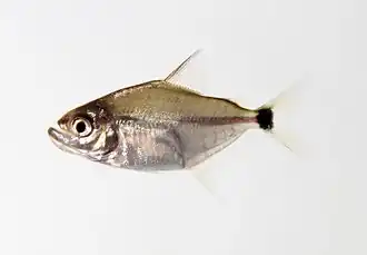 Вымпельная пиранья (молодая особь)