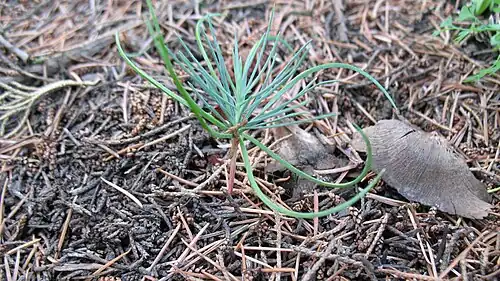Самосейка кедра, возраст менее года. Крым. Мисхор.