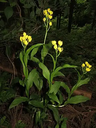 Общий вид группы цветущих растений