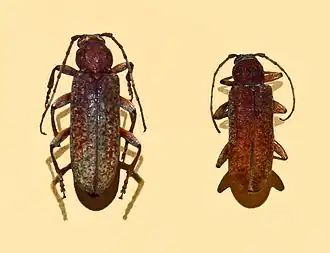 Cotyachryson philippii, самец и самка