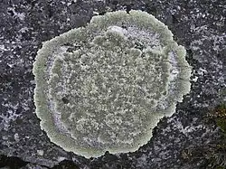 Лишайник, острова Кандалакшского залива Белого моря