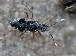 Chartoscirta elegantula