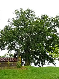 Старый дуб и часовня Св. Петра