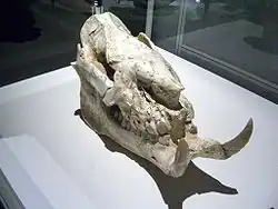 Chilotherium (череп)