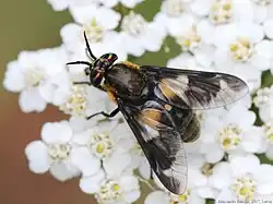 Пестряк лесной (Chrysops caecutiens)