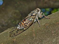 Cicada orni, вид с боку