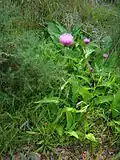 Бодяк разнолистный (Cirsium heterophyllum)