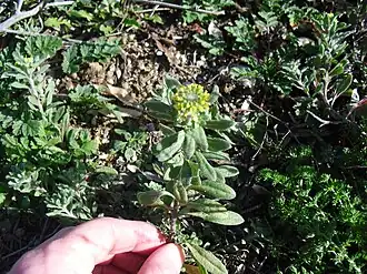 Щитница яруточная (Clypeola jonthlaspi)