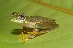 Sachatamia albomaculata