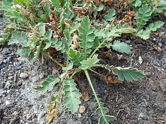 Колюрия гравилатовидная