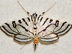 Conchylodes ovulalis