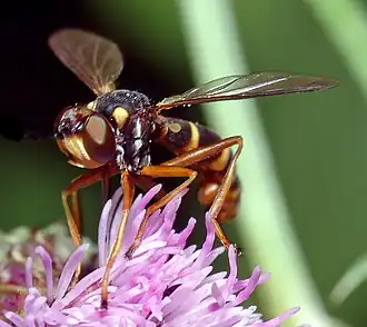Conops quadrifasciatus