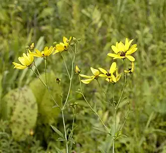 Coreopsis tripteris