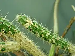 Стебли вида Corryocactus erectus