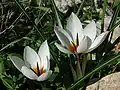 Crocus hyemalis