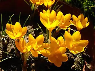 Крокус анкарский