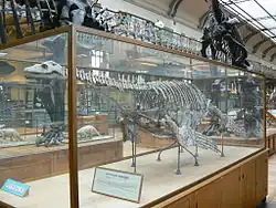 Криптоклиды