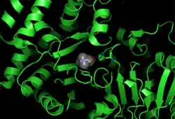 Кристаллическая структура иона холина, который связывается в холин-ацетилтрансферазе. Показаны боковые цепи остатков аминокислот His324A и Tyr552A.