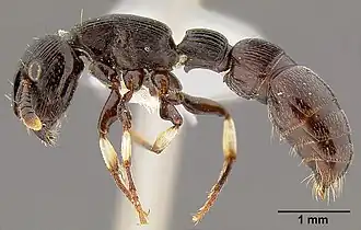 Cylindromyrmex striatus