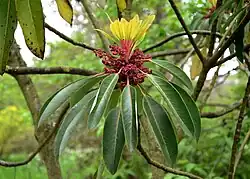 Волчелистник крупноножковый