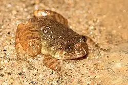 Nyctibatrachus poocha
