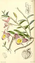 Dendrobium pulchellum
