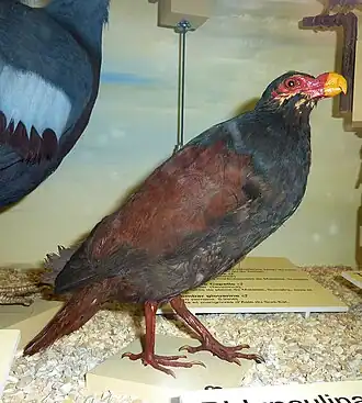 Чучело в музее Женевы