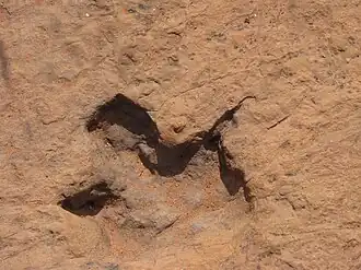 След динозавра в Очихенамапареро