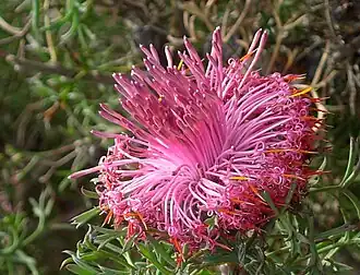 Isopogon dubius (заповедник Дриандра, Западная Австралия)