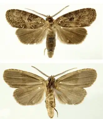 Dunama jessiebancroftae, самец