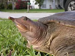 Колючий трионикс (Apalone spinifera)
