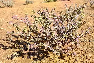 Eberlanzia schneideriana