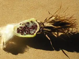 Плод с семенами крупным планом