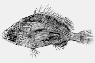 Ectreposebastes imus