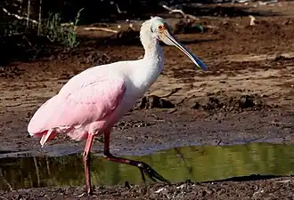 Розовая колпица в Гуасаве