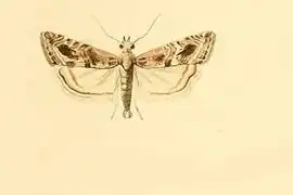Euchromius cambridgei