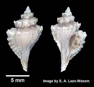 Раковина Eupleura caudata