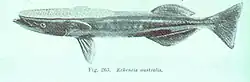 Remora australis