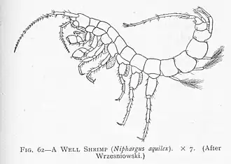 Niphargus aquilex