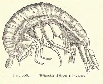 Vibilioides alberti (Vibiliidae)