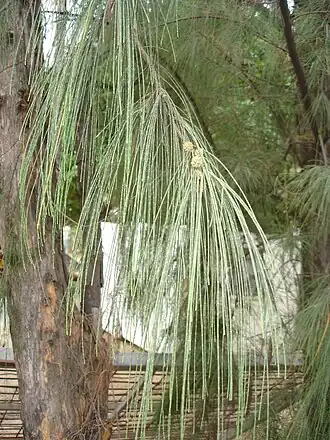 Казуарина хвощевидная(Casuarina equisetifolia)