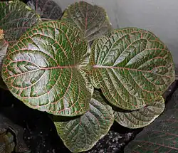 Fittonia gigantea