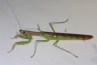 Polyspilota aeruginosa