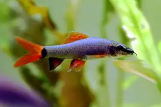 Таиландский лабео (Epalzeorhynchos frenatum)