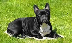 Французский бульдог